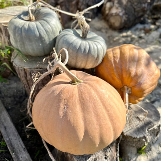 Pumpkin 'Australian Heirloom Mix’ Seeds - Hollyhock Hill