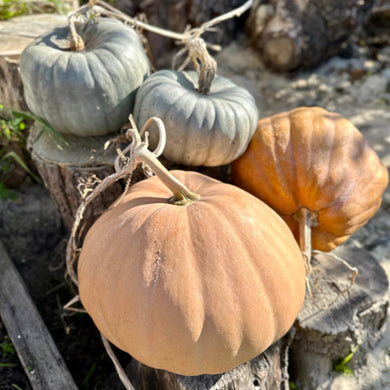 Pumpkin 'Australian Heirloom Mix’ Seeds - Hollyhock Hill