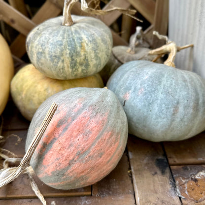 Pumpkin 'Bohemian Heirloom Mix’ Seeds - Hollyhock Hill