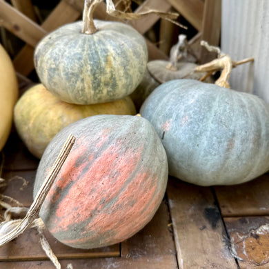 Pumpkin 'Bohemian Heirloom Mix’ Seeds - Hollyhock Hill