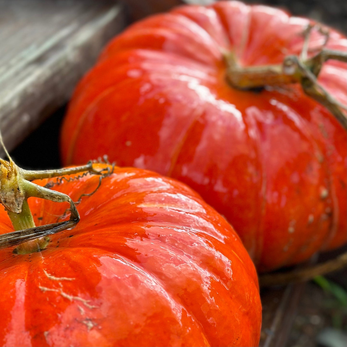 Pumpkin 'Cinderella' Seeds - Hollyhock Hill