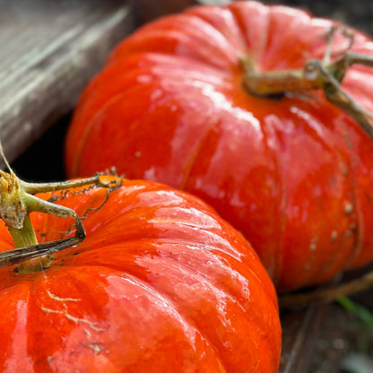 Pumpkin 'Cinderella' Seeds - Hollyhock Hill