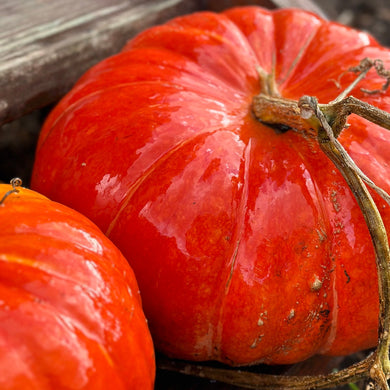 Pumpkin 'Cinderella' Seeds - Hollyhock Hill