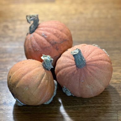 Pumpkin 'Golden Nugget' Heirloom Seeds - Hollyhock Hill