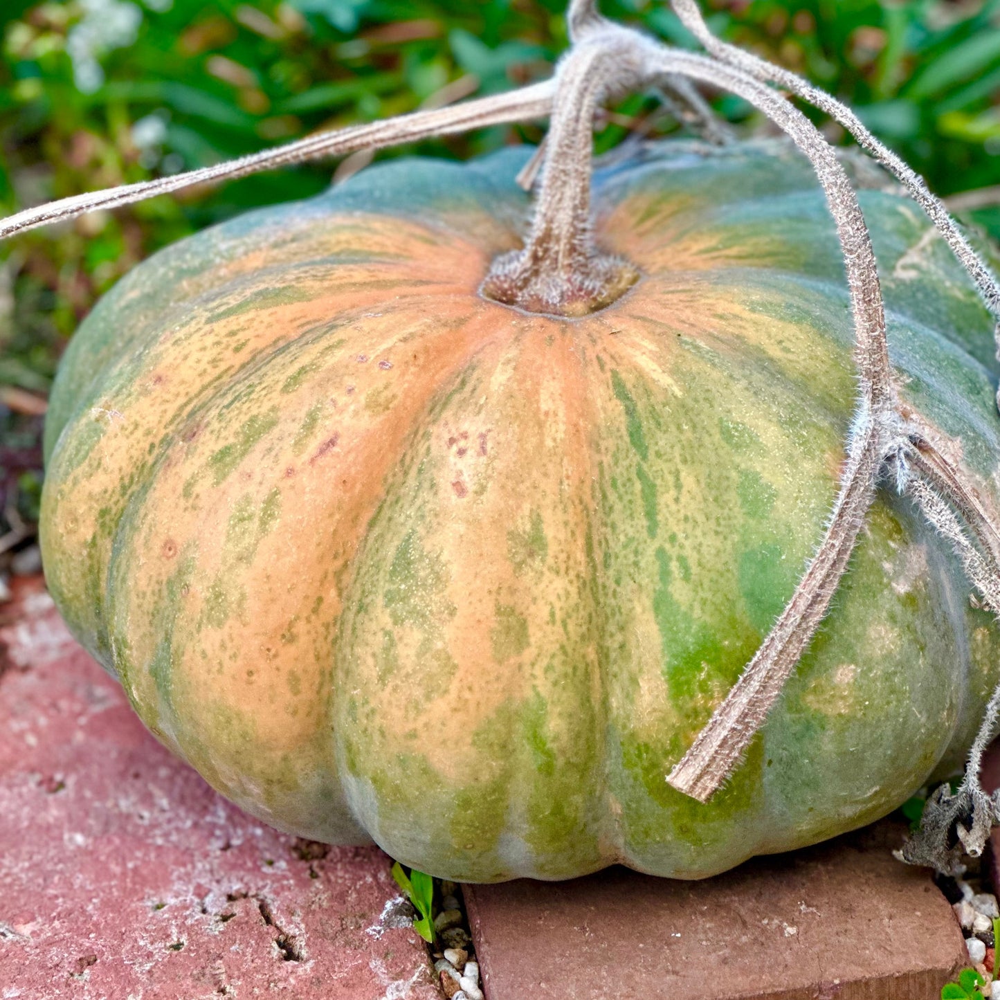 Pumpkin "Musquee de Provence' Seeds - Hollyhock Hill