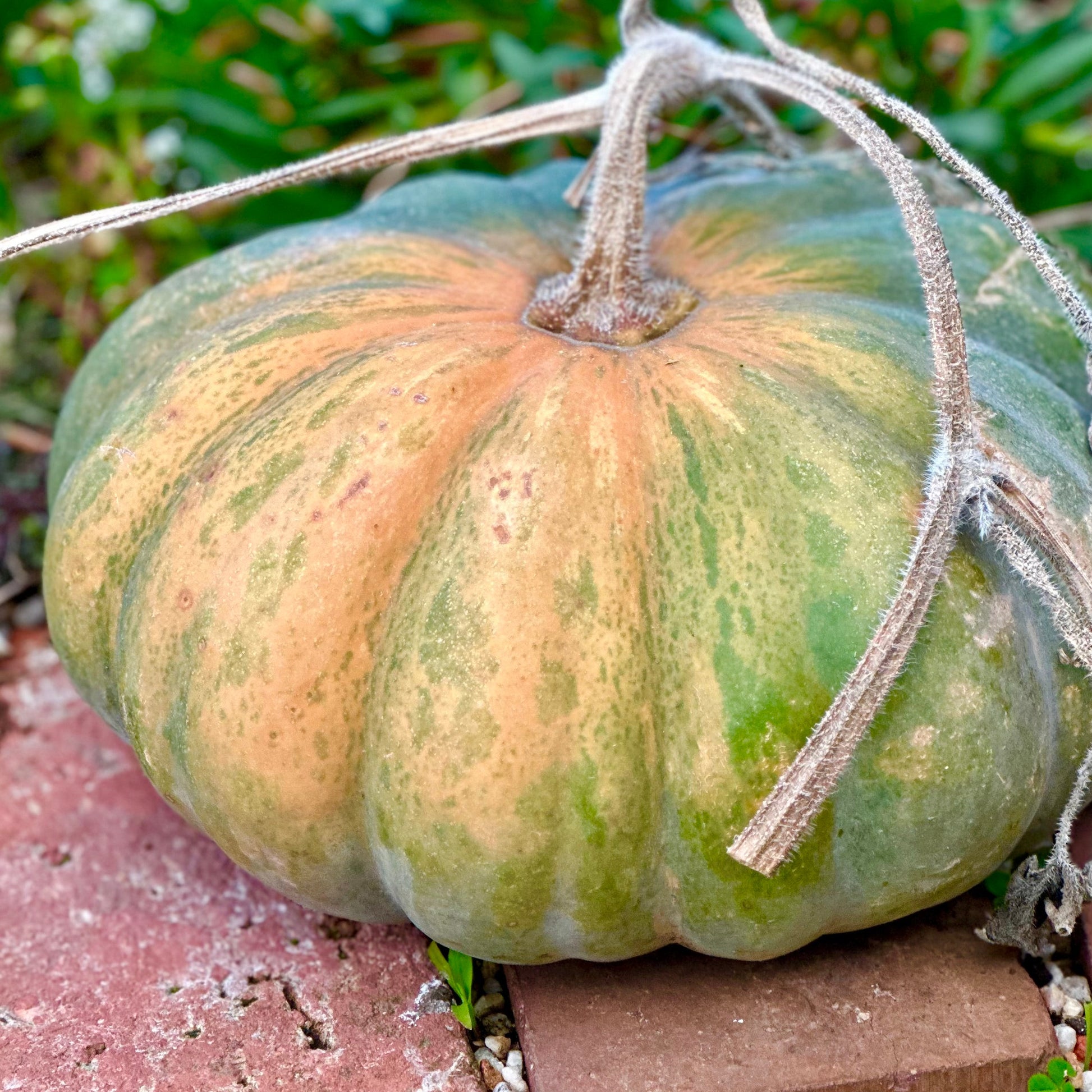 Pumpkin "Musquee de Provence' Seeds - Hollyhock Hill
