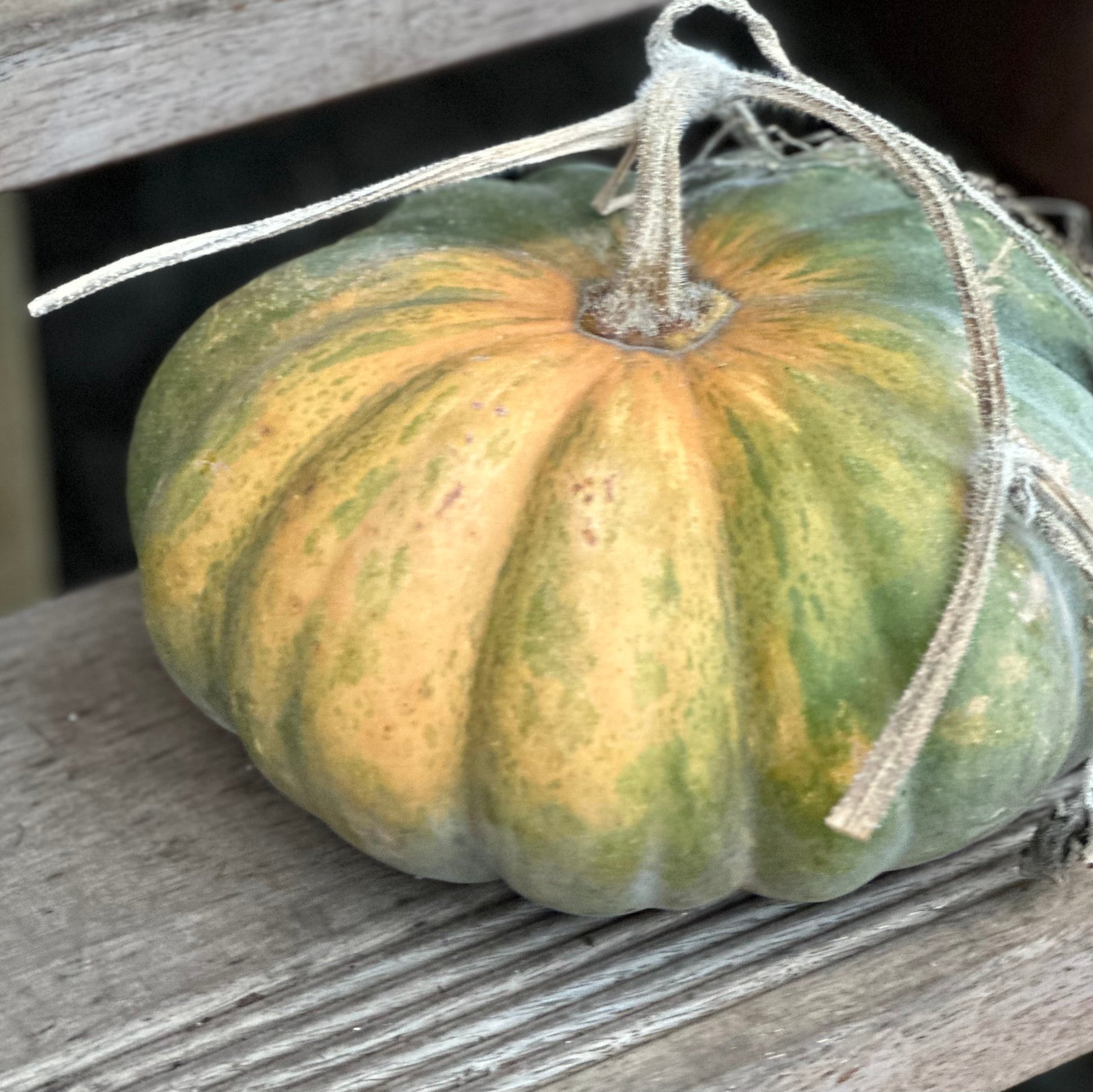 Pumpkin "Musquee de Provence' Seeds - Hollyhock Hill