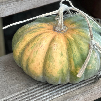 Pumpkin "Musquee de Provence' Seeds - Hollyhock Hill