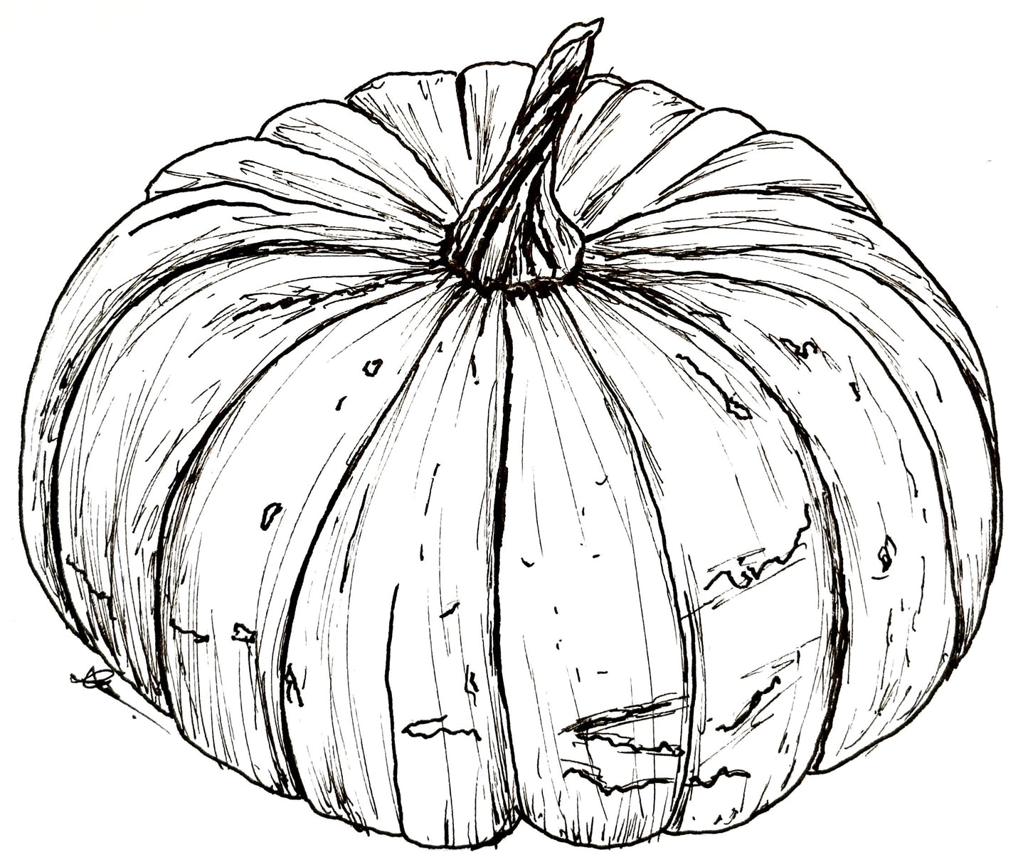 Pumpkin "Musquee de Provence' Seeds - Hollyhock Hill