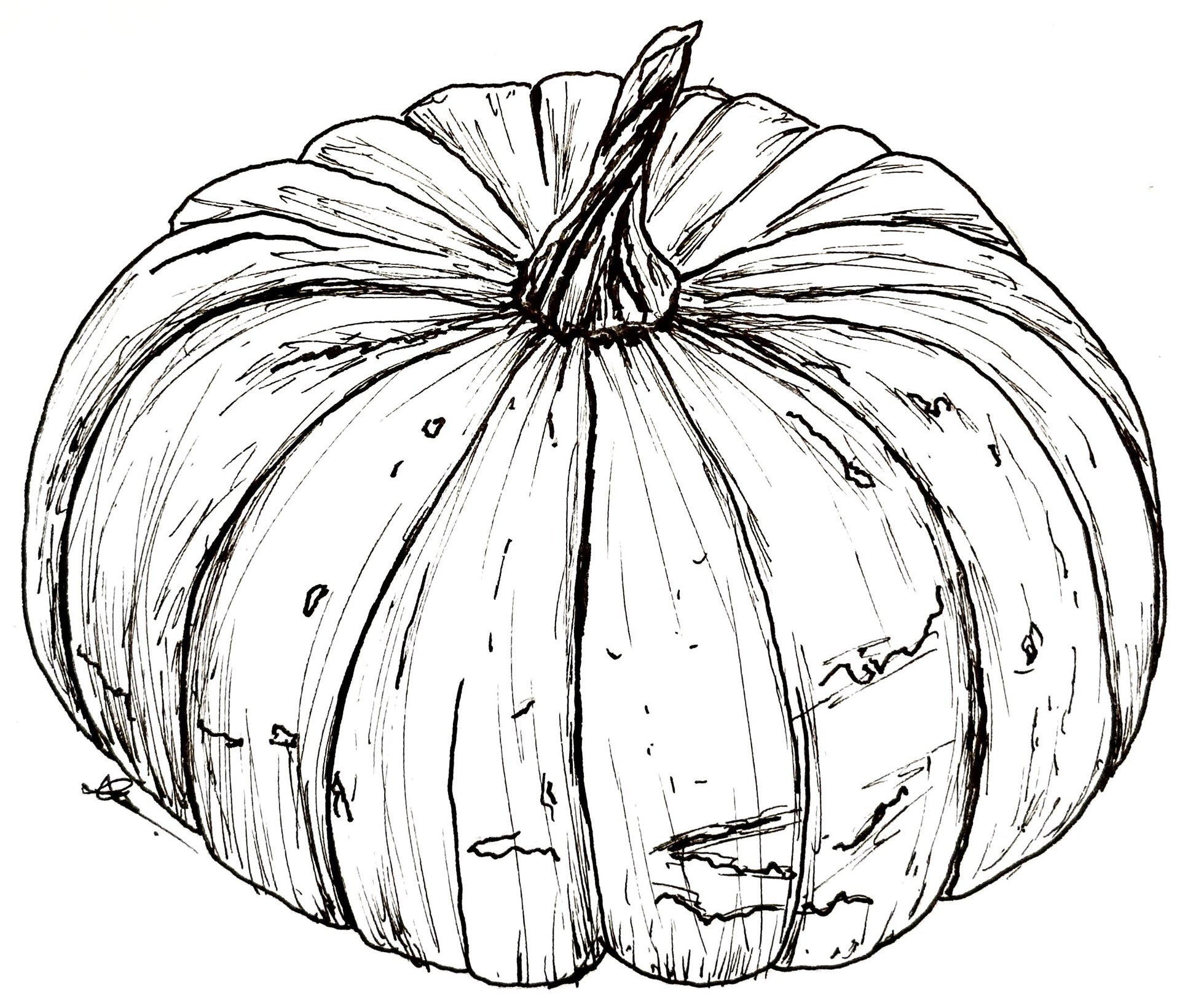 Pumpkin "Musquee de Provence' Seeds - Hollyhock Hill
