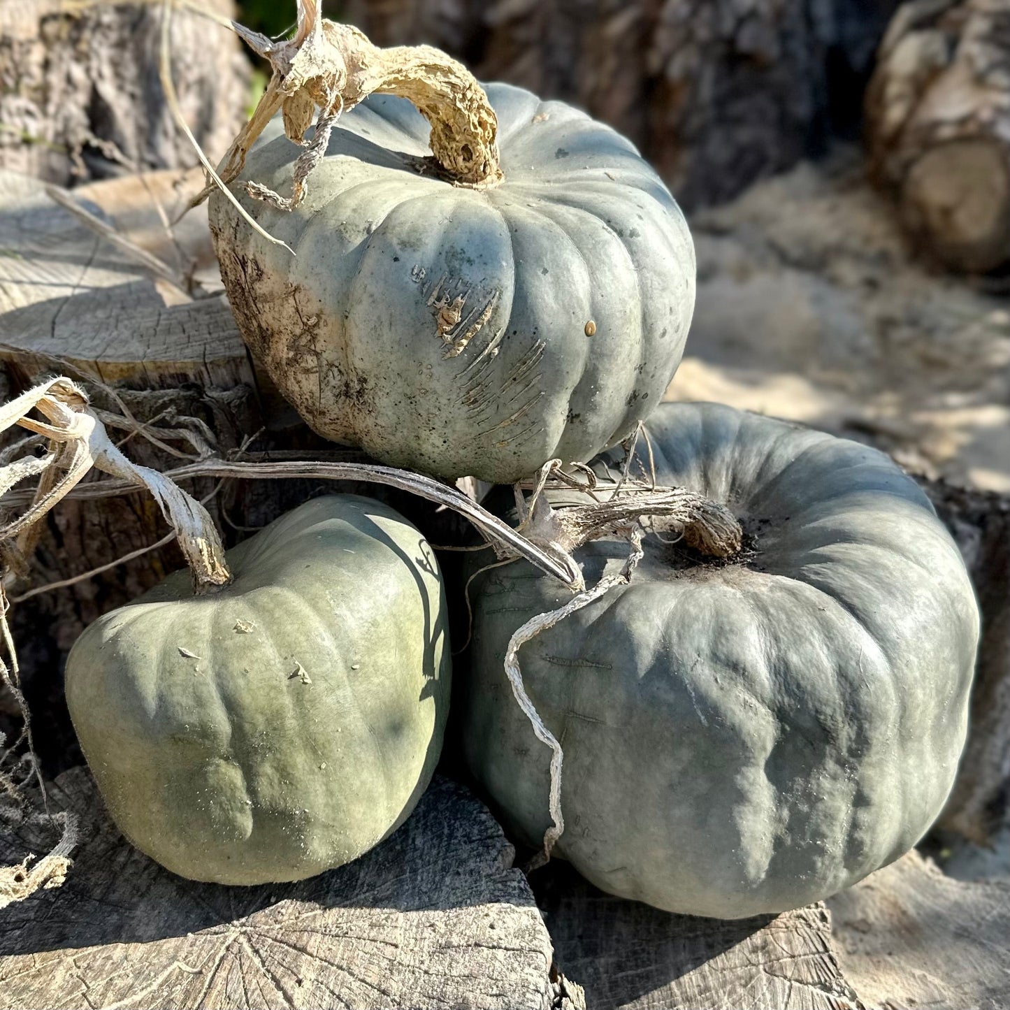 Pumpkin 'Queensland Blue’ Seeds - Hollyhock Hill