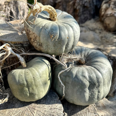 Pumpkin 'Queensland Blue’ Seeds - Hollyhock Hill