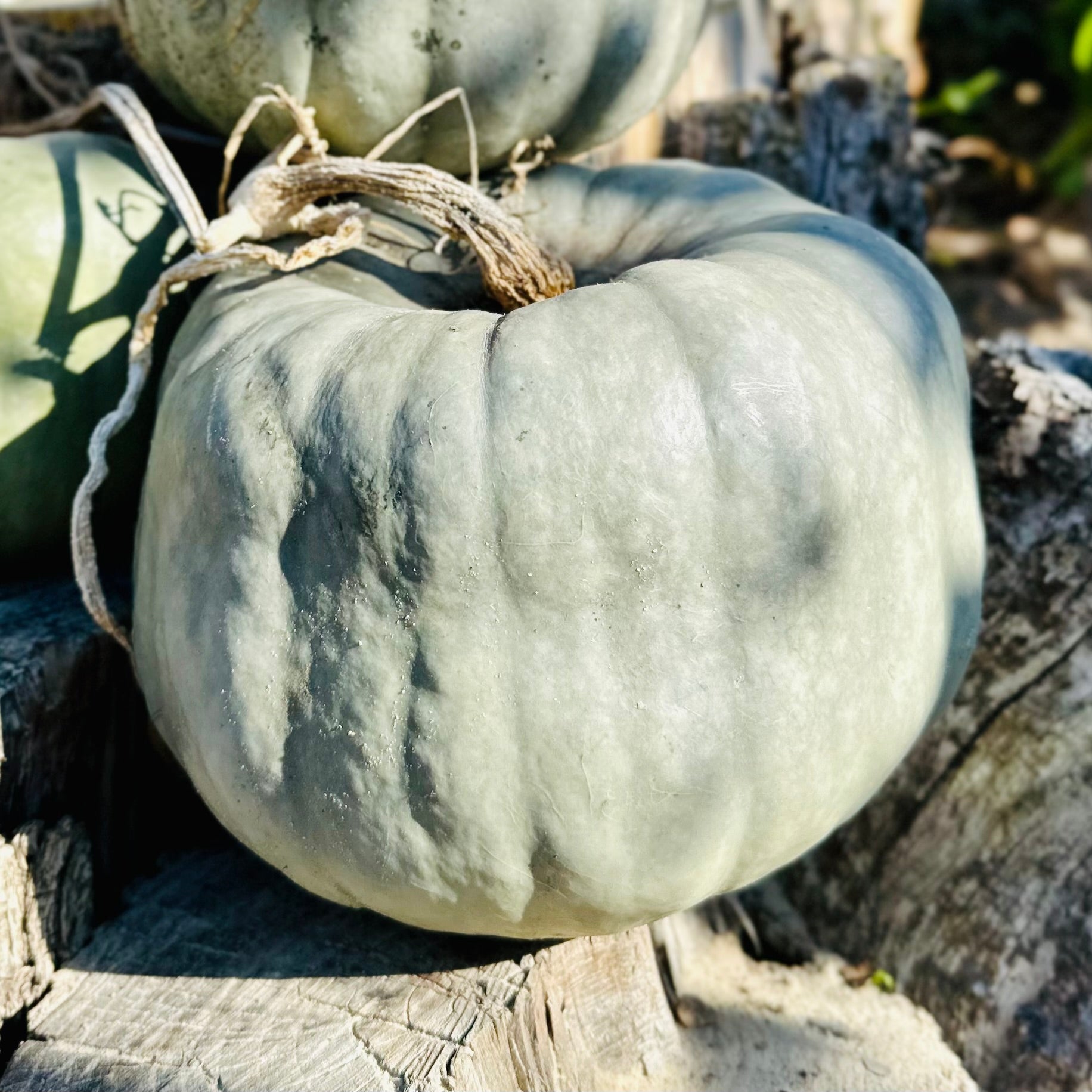 Pumpkin 'Queensland Blue’ Seeds - Hollyhock Hill