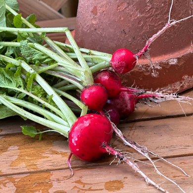 Radish 'Cherry Belle' Seeds - Hollyhock Hill