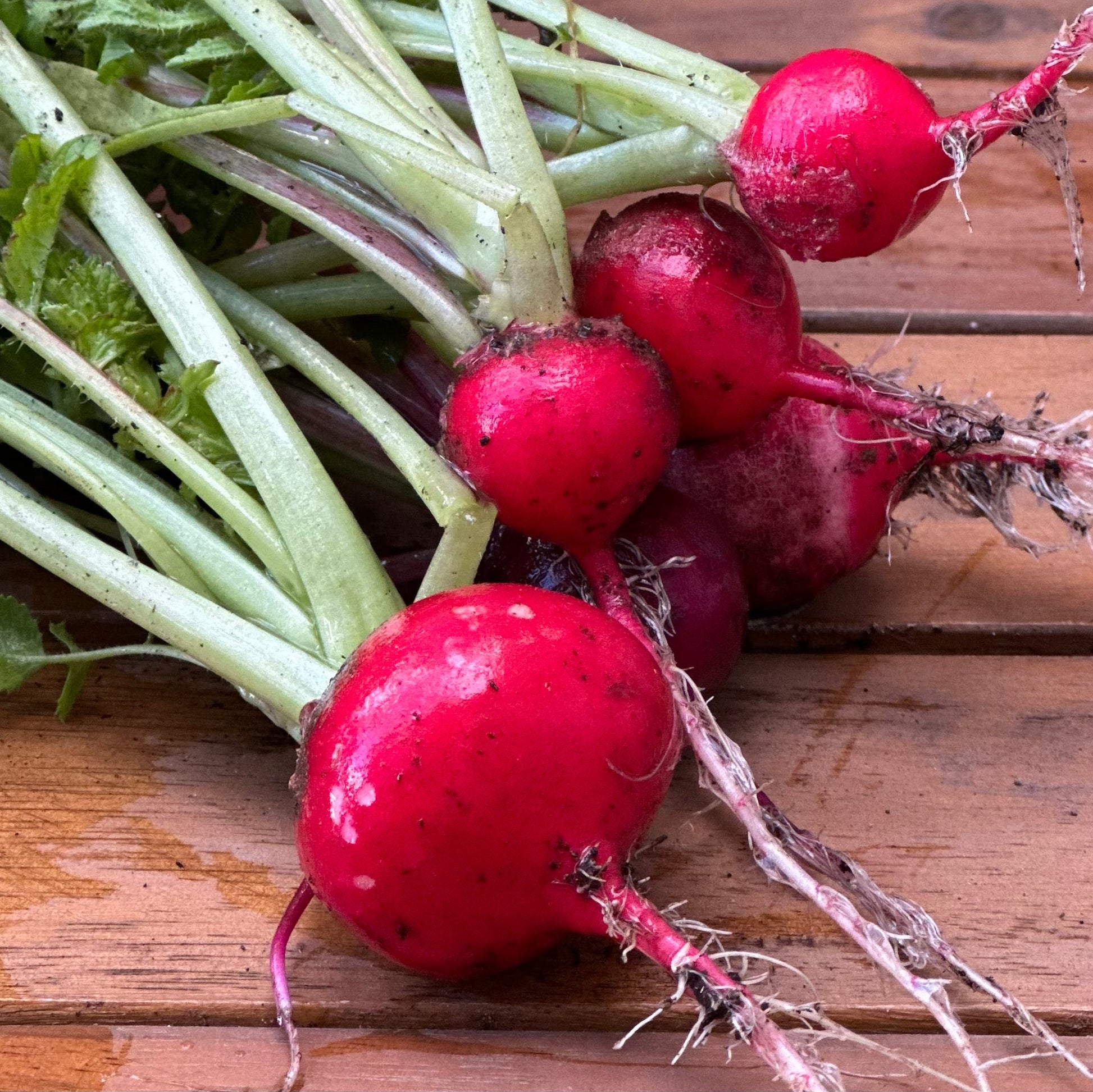 Radish 'Cherry Belle' Seeds - Hollyhock Hill