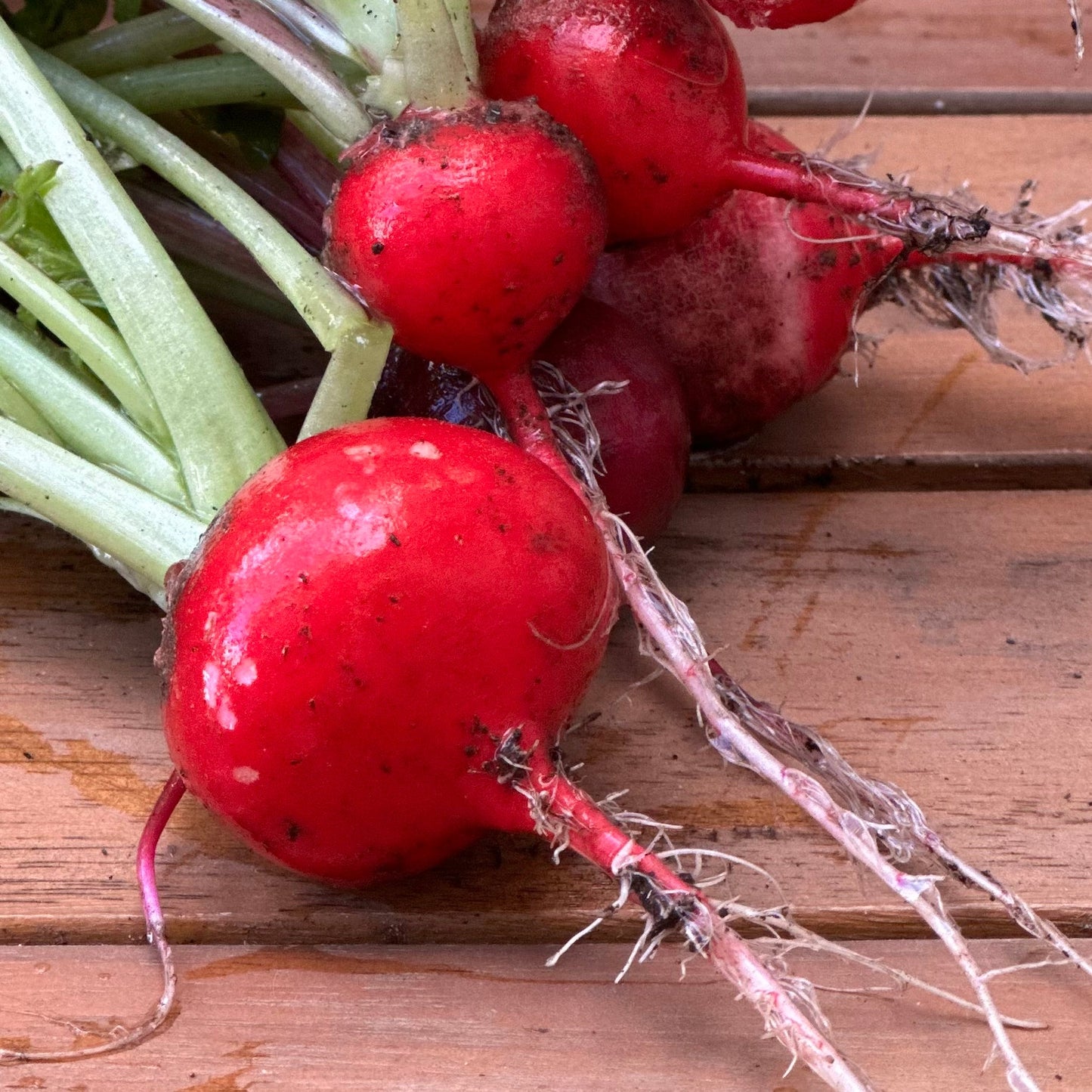 Radish 'Cherry Belle' Seeds - Hollyhock Hill