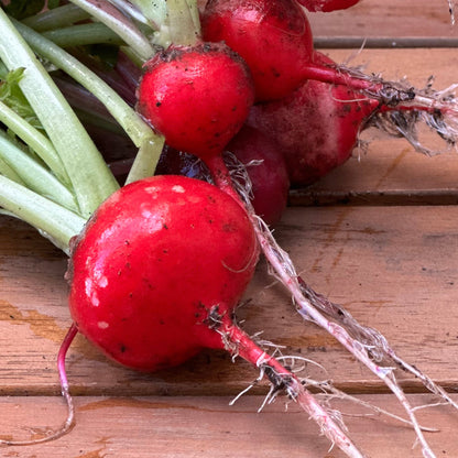 Radish 'Cherry Belle' Seeds - Hollyhock Hill