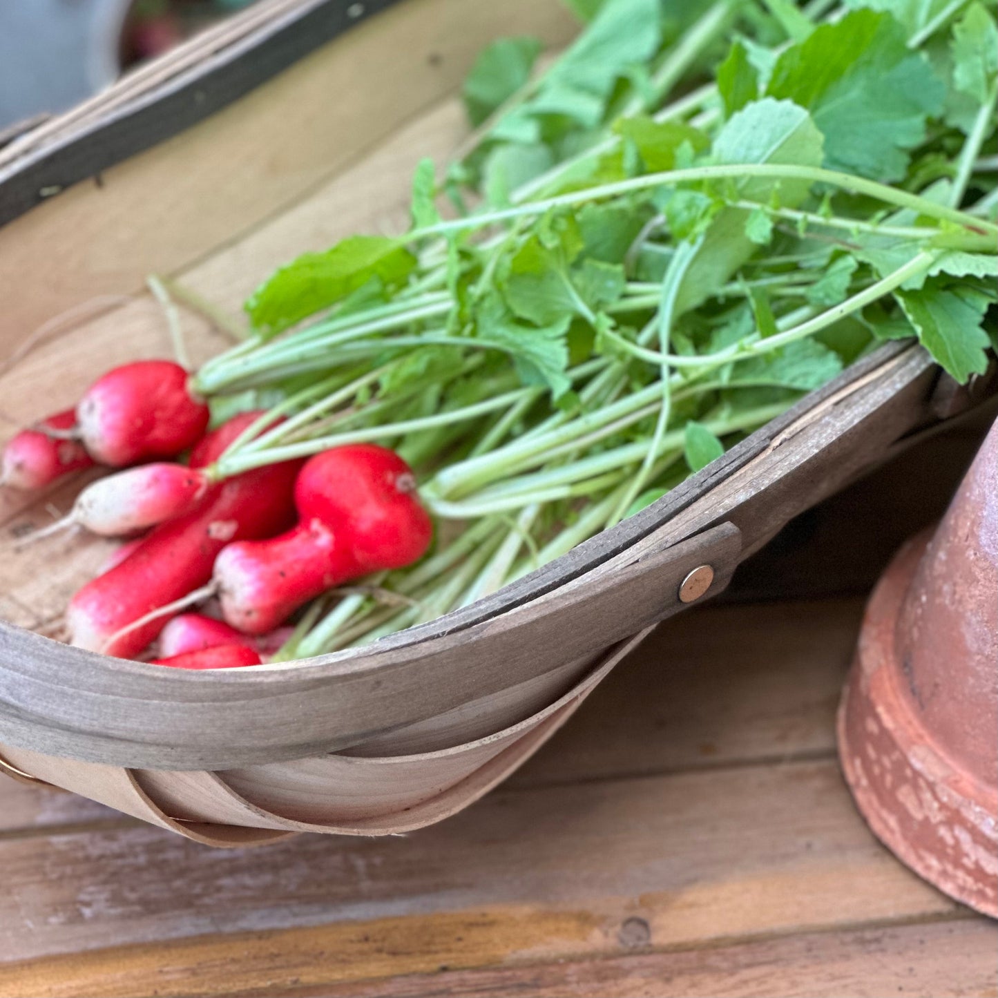 Radish 'French Breakfast' Seeds - Hollyhock Hill