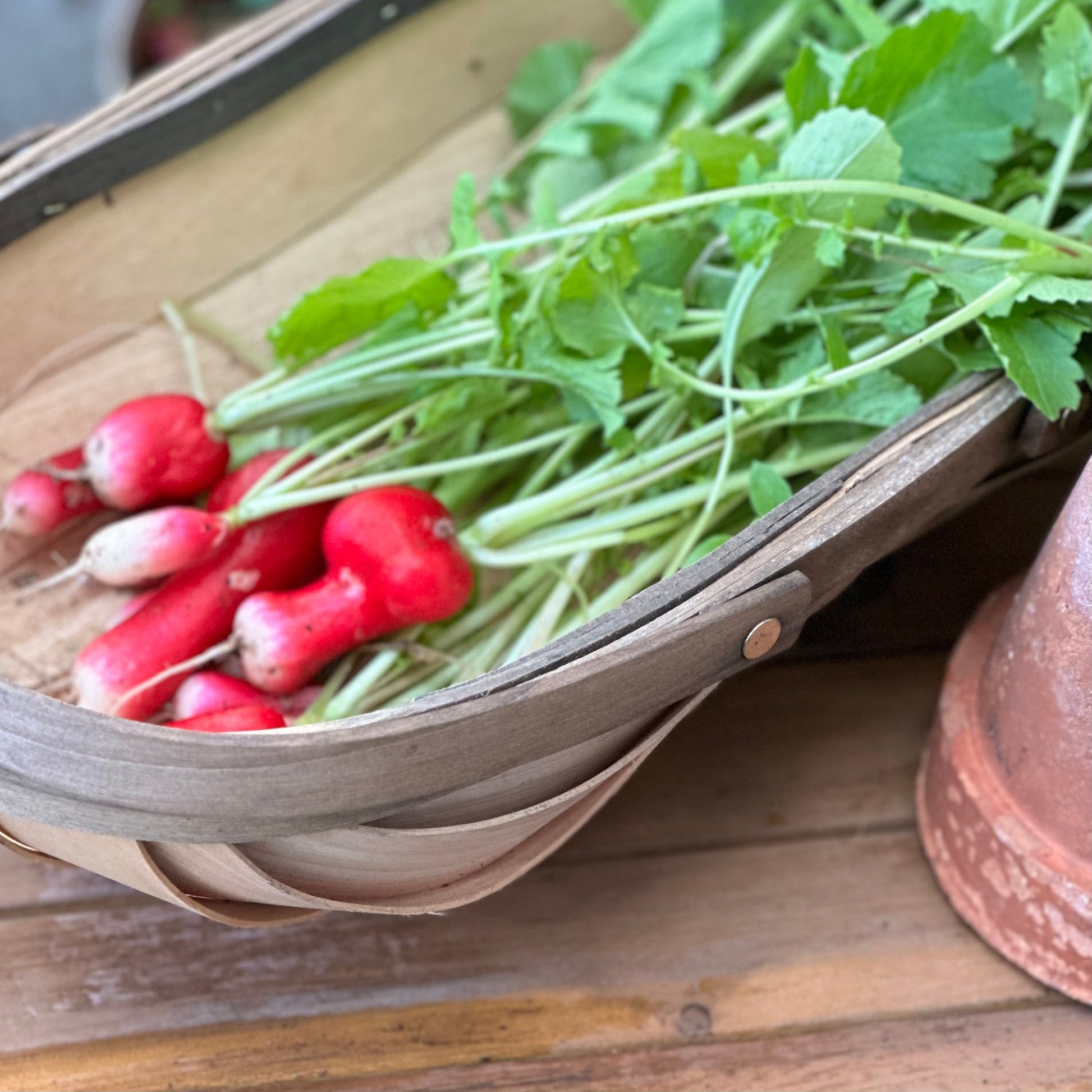 Radish 'French Breakfast' Seeds - Hollyhock Hill