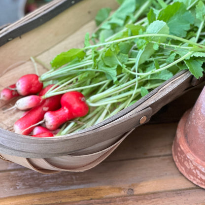Radish 'French Breakfast' Seeds - Hollyhock Hill