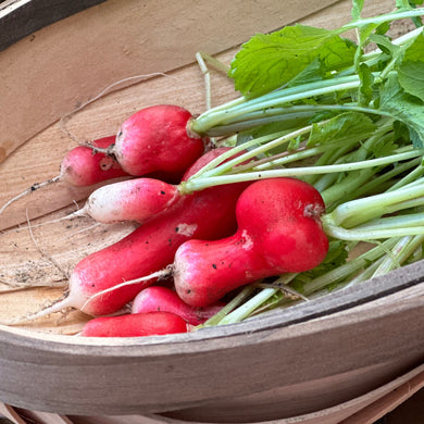 Radish 'French Breakfast' Seeds - Hollyhock Hill