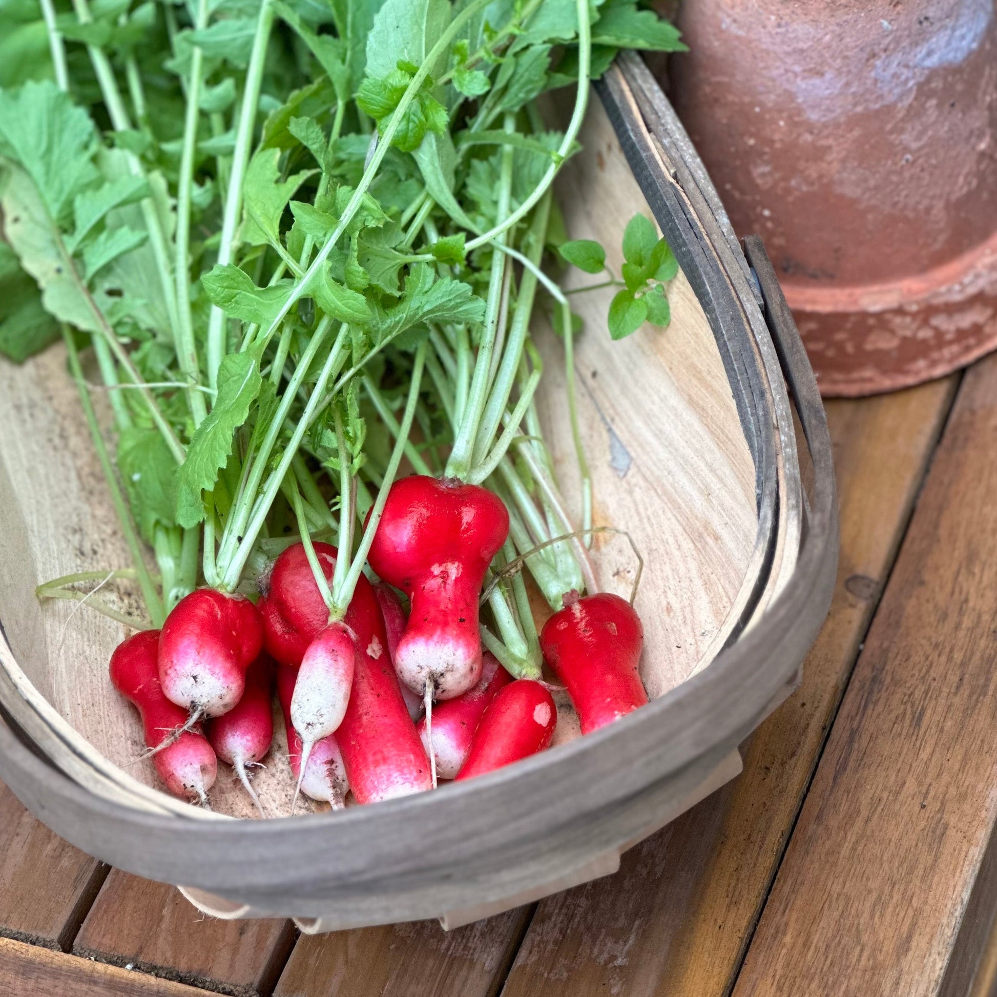 Radish 'French Breakfast' Seeds - Hollyhock Hill