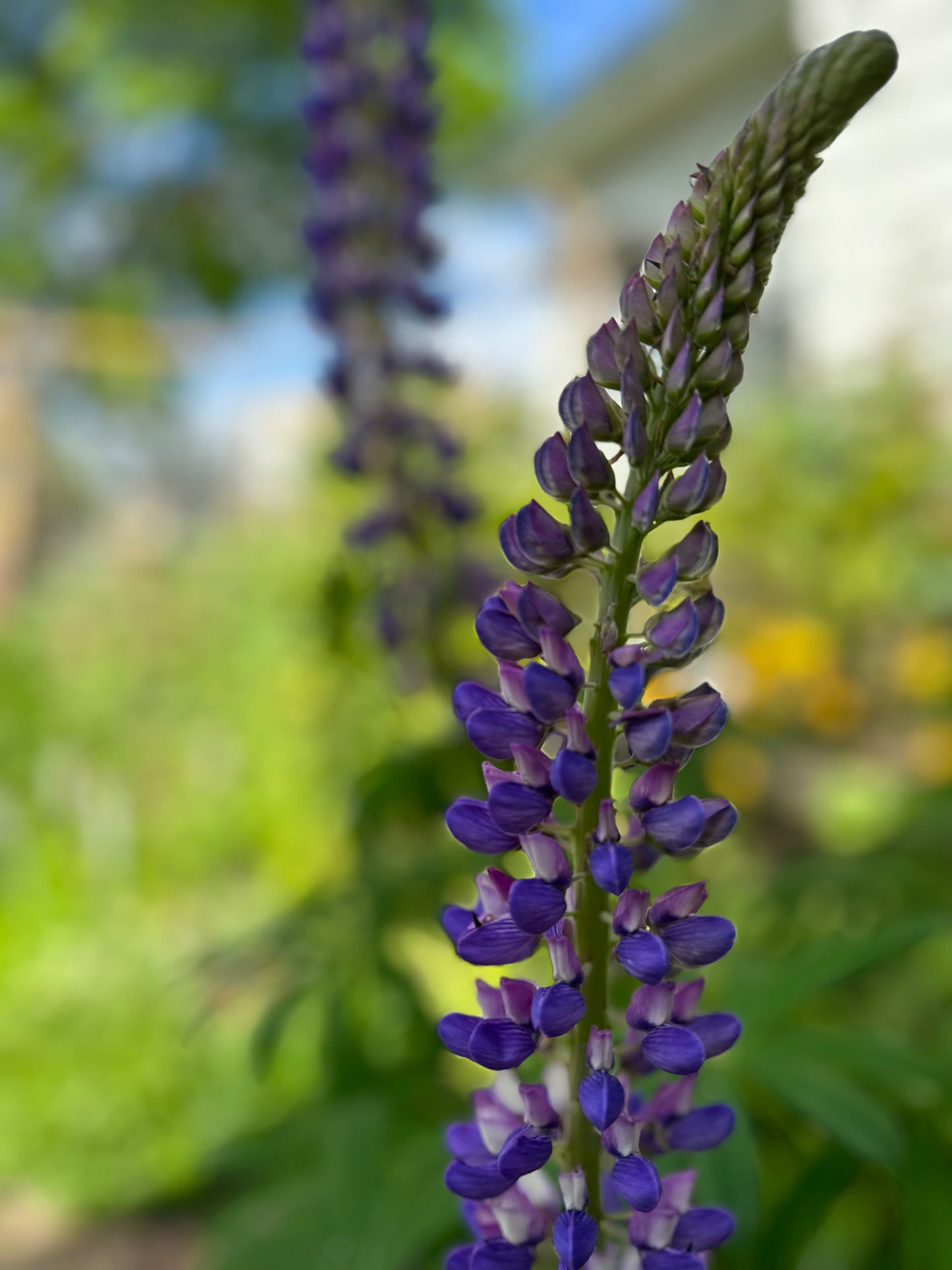 Russell Lupin Purple Mix Seeds - Hollyhock Hill