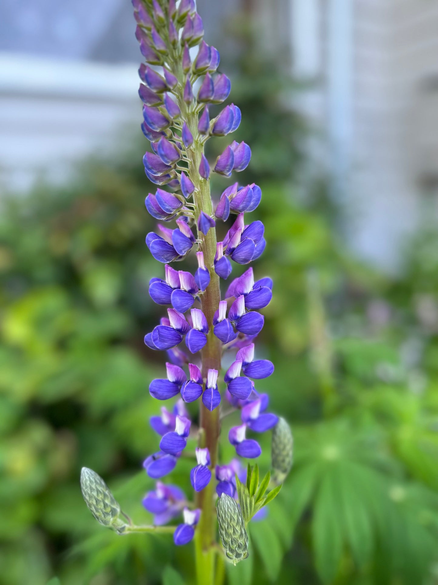 Russell Lupin Purple Mix Seeds - Hollyhock Hill