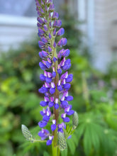 Load image into Gallery viewer, Russell Lupin Purple Mix Seeds - Hollyhock Hill
