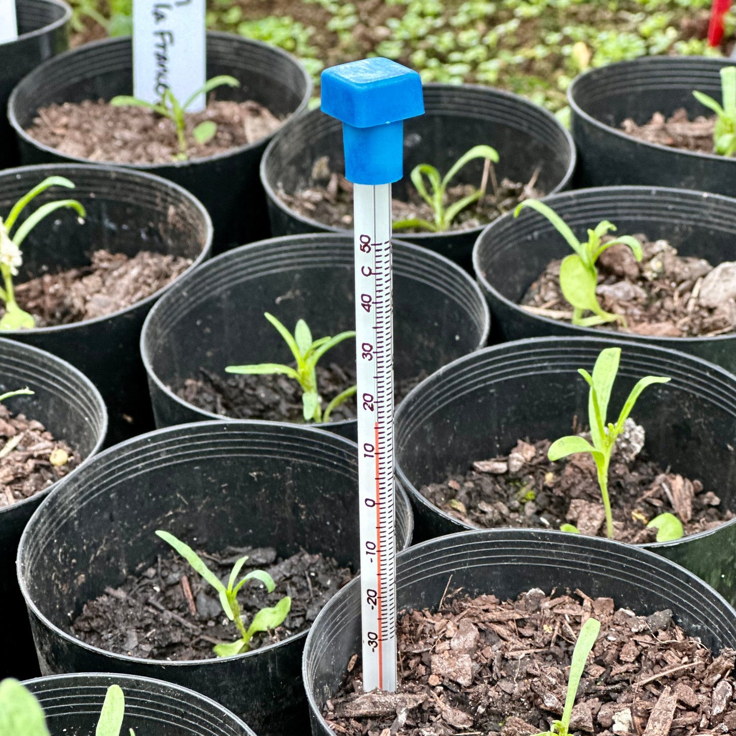 Ryset Propagating Thermometer - Hollyhock Hill