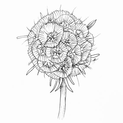 Scabiosa Stellata ‘Drumsticks’ Seeds - Hollyhock Hill