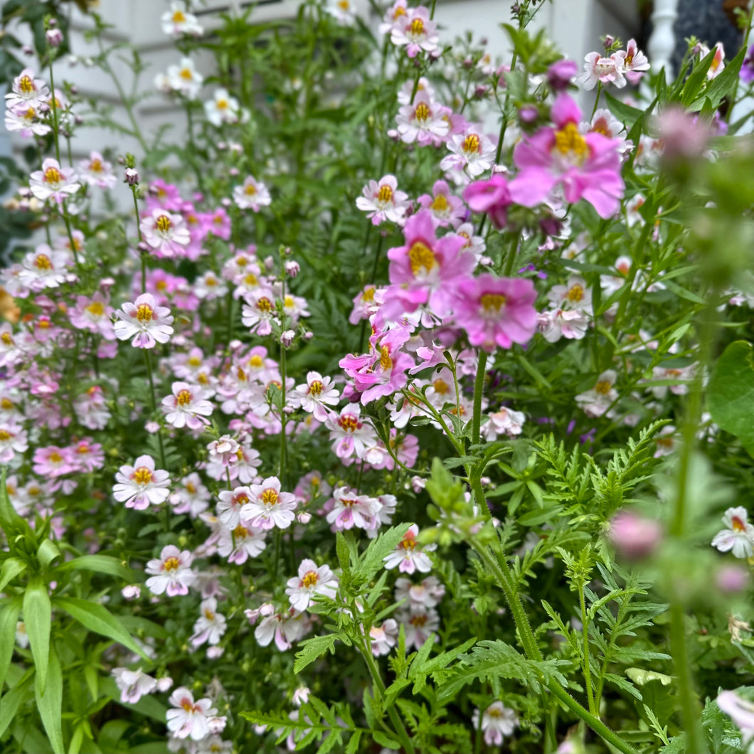 Schizanthus 'Angel Wings' Mix Seeds - Hollyhock Hill