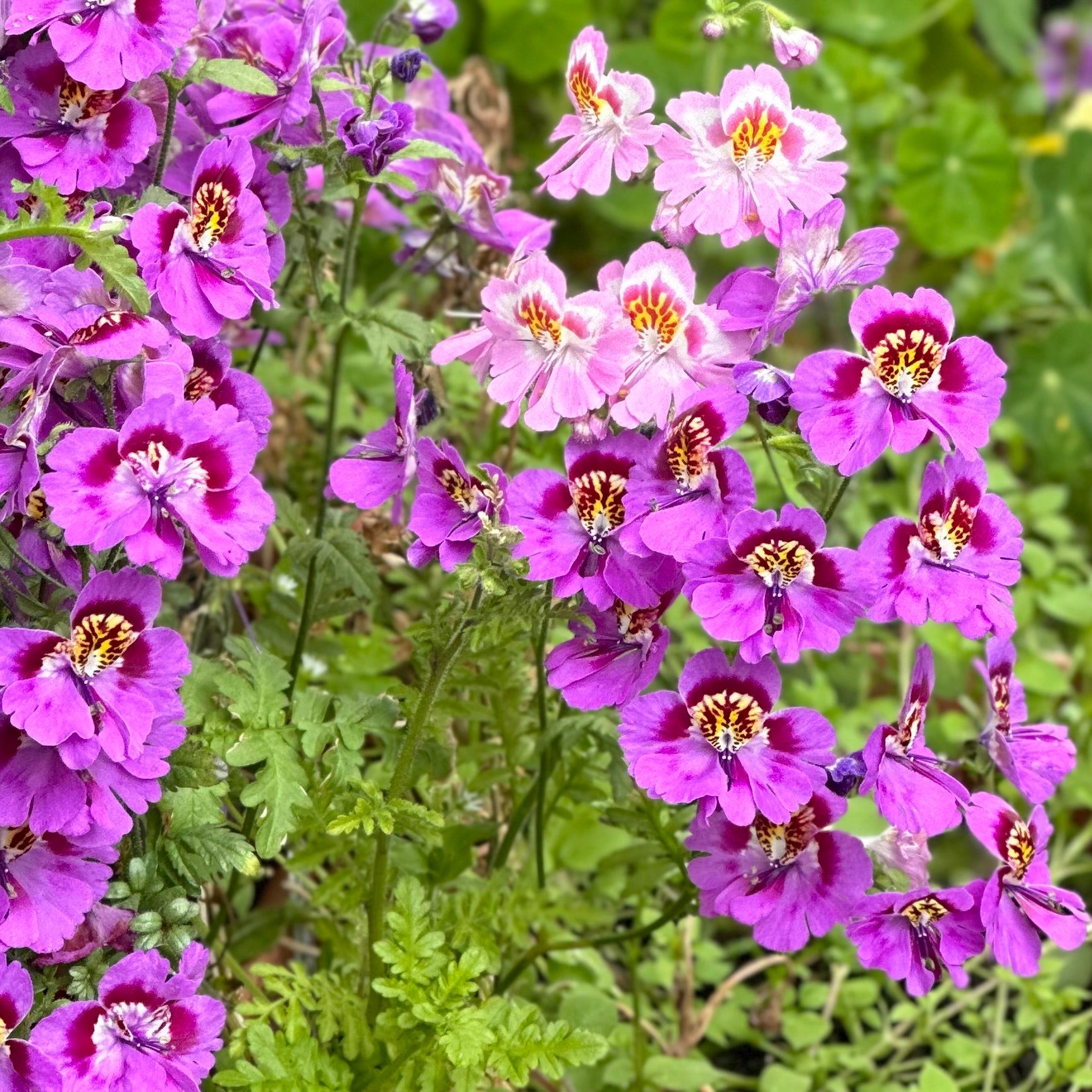 Schizanthus 'Angel Wings' Mix Seeds - Hollyhock Hill