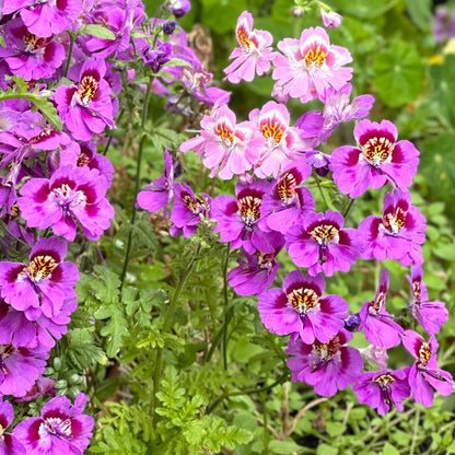 Schizanthus 'Angel Wings' Mix Seeds - Hollyhock Hill
