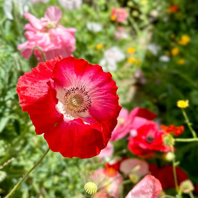 Shirley Poppy Double Mix Seeds - Hollyhock Hill