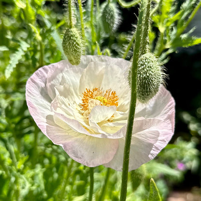 Shirley Poppy Double Mix Seeds - Hollyhock Hill