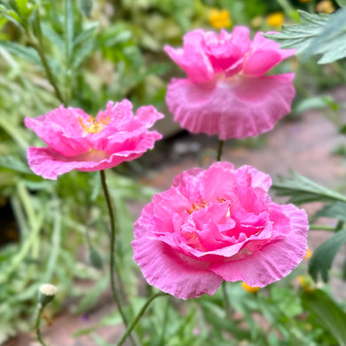 Shirley Poppy Double Mix Seeds - Hollyhock Hill