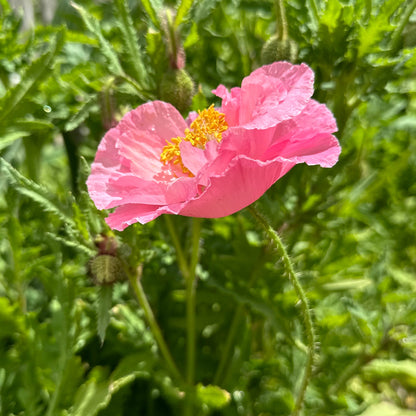 Shirley Poppy Double Mix Seeds - Hollyhock Hill