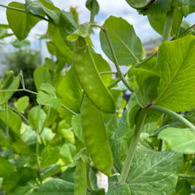 Load image into Gallery viewer, Snow Pea &#39;Purple Flowered’ Seeds - Hollyhock Hill
