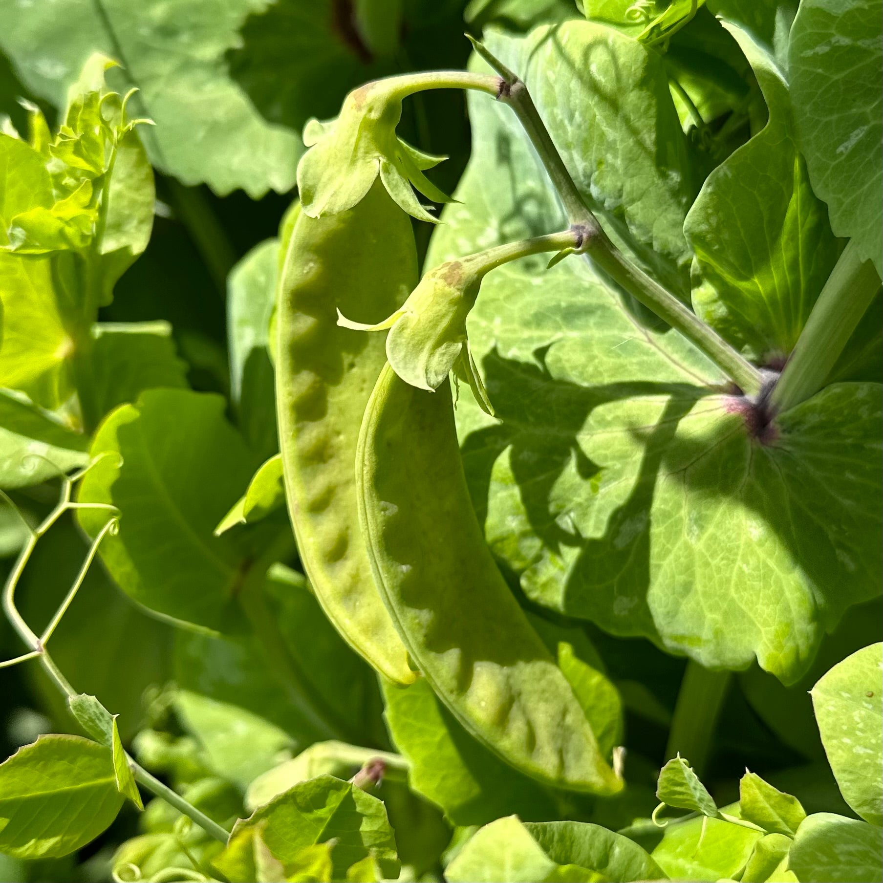 Snow Pea 'Purple Flowered’ Seeds - Hollyhock Hill