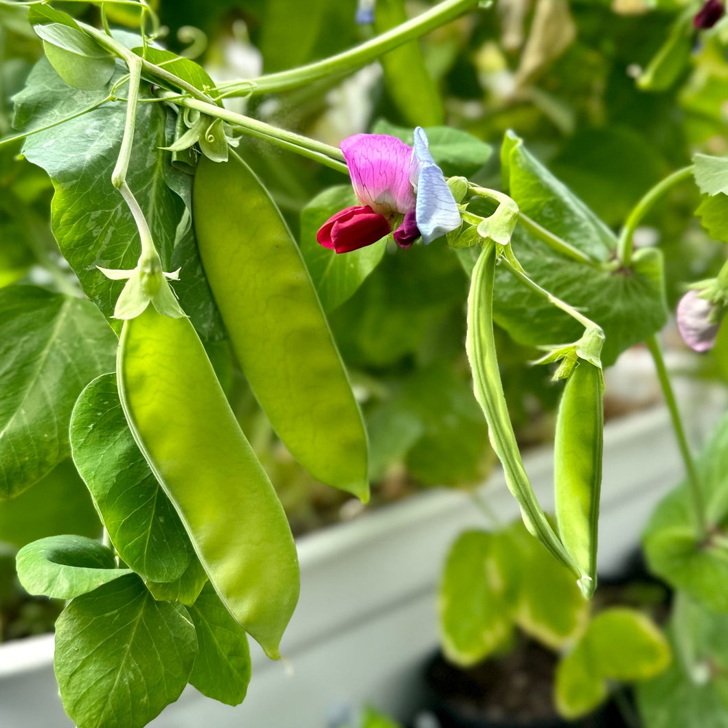 Snow Pea 'Yakumo' Seeds - Hollyhock Hill