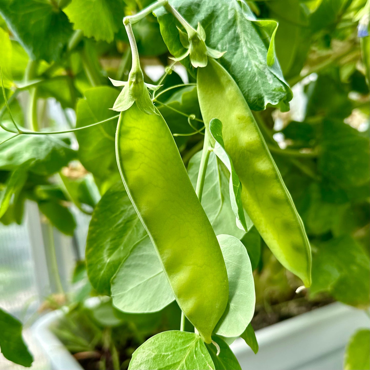 Snow Pea 'Yakumo' Seeds - Hollyhock Hill