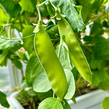 Load image into Gallery viewer, Snow Pea &#39;Yakumo&#39; Seeds - Hollyhock Hill
