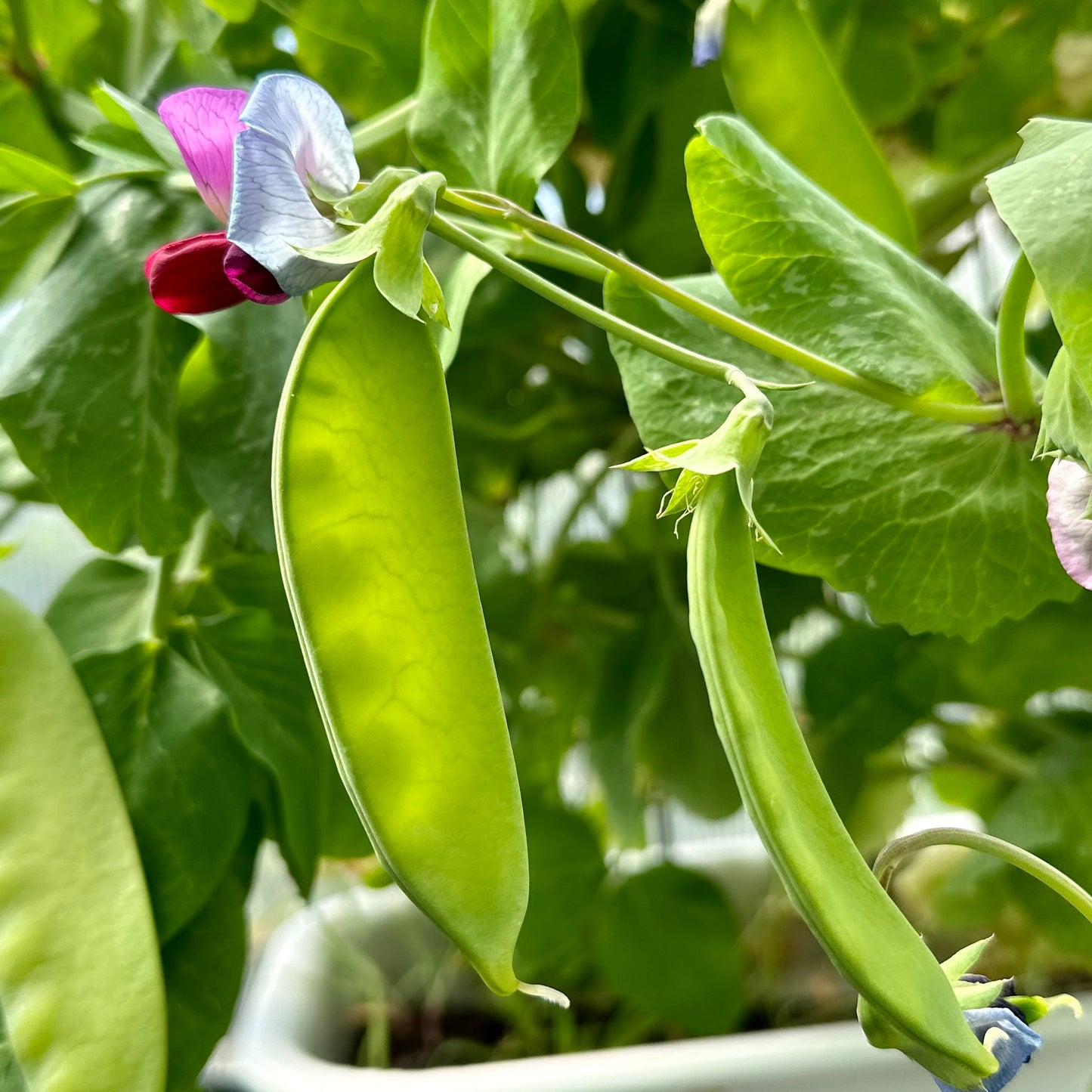 Snow Pea 'Yakumo' Seeds - Hollyhock Hill