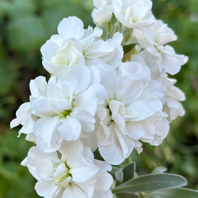 Stock Column White Christmas Seeds - Hollyhock Hill