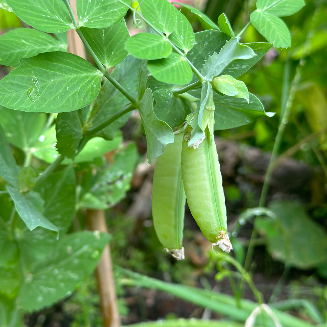 Sugarsnap Pea 'Sugar Bon' Seeds - Hollyhock Hill