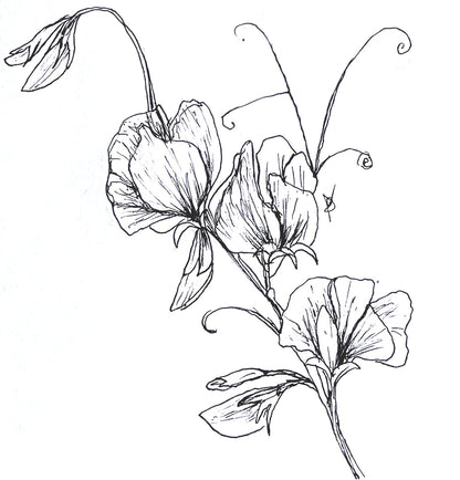 Sweet Pea 'America' Seeds - Hollyhock Hill