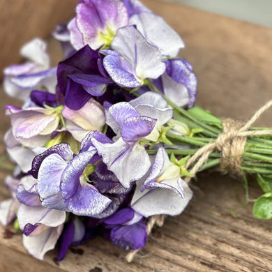 Sweet Pea ‘Blue Bouquet’ Mix Seeds - Hollyhock Hill