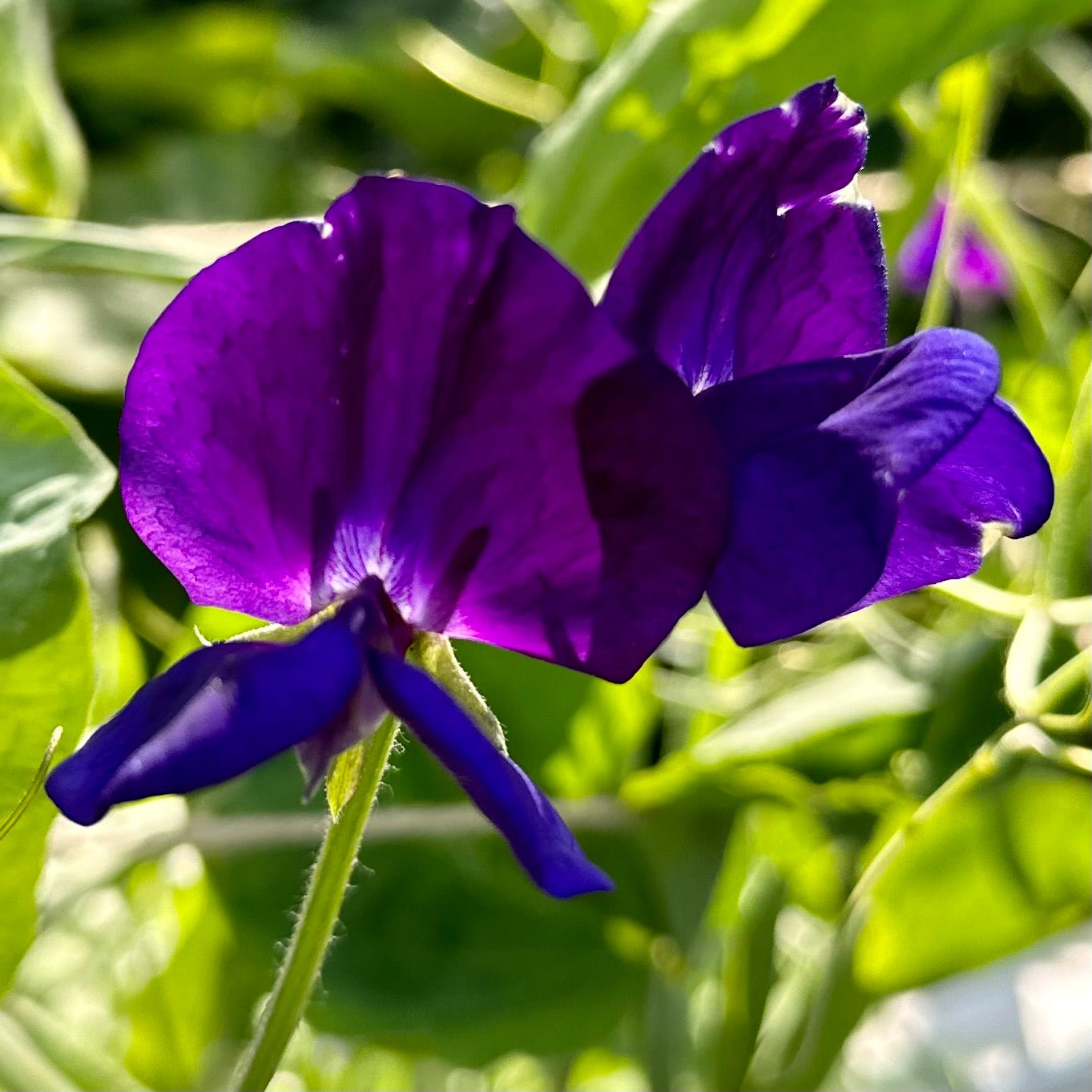 Sweet Pea ‘Blue Mix' Seeds - Hollyhock Hill
