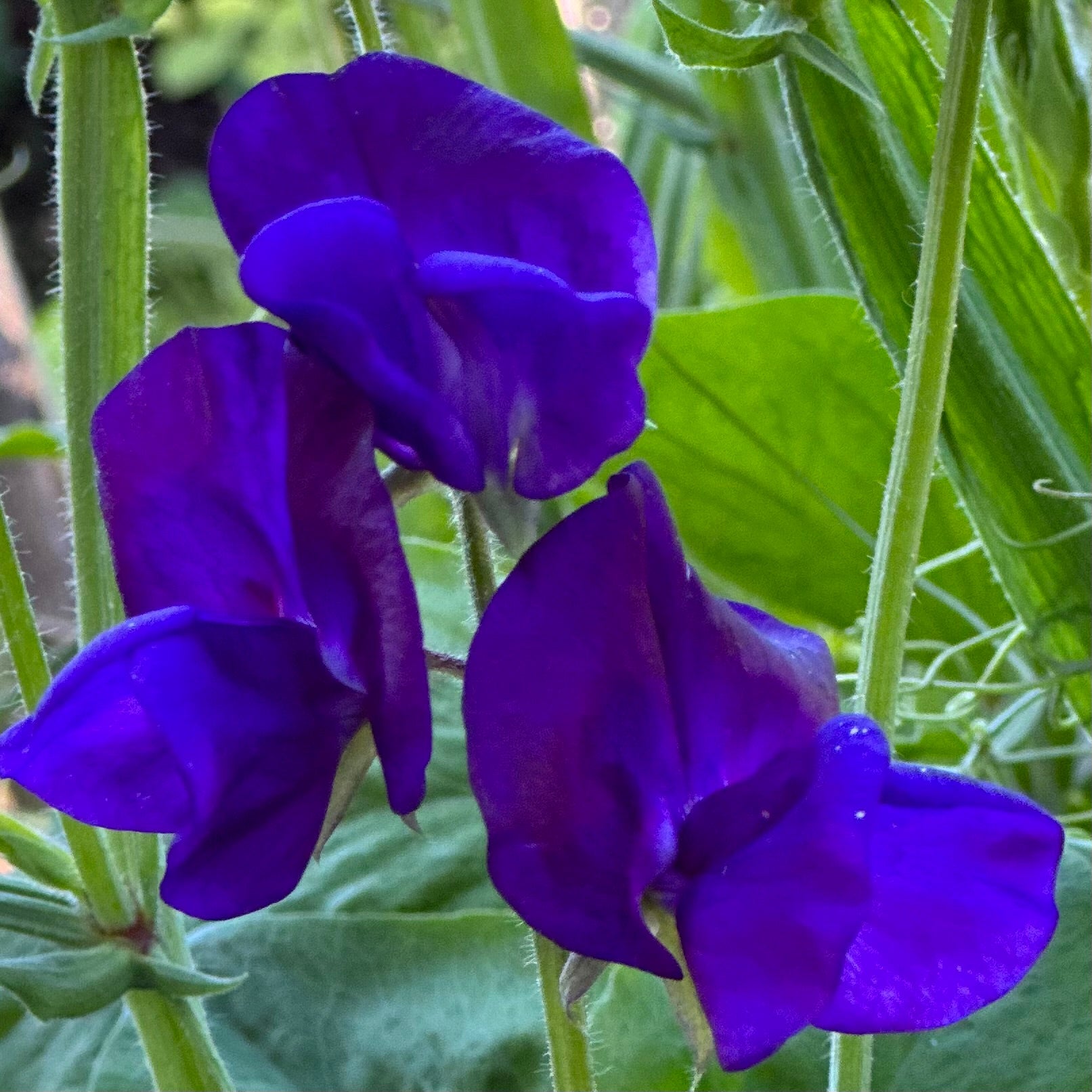 Sweet Pea ‘Blue Mix' Seeds - Hollyhock Hill